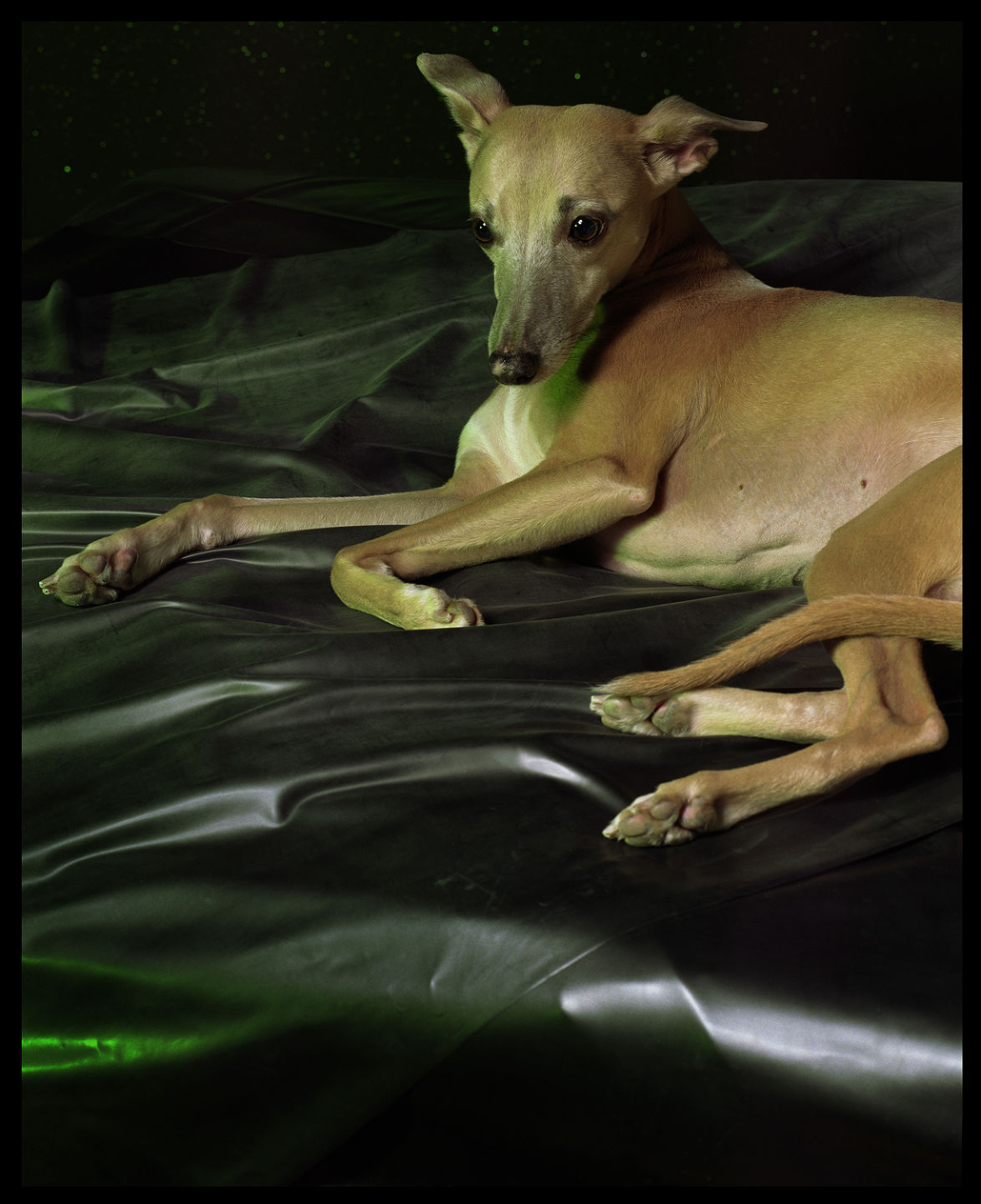 Liz Collins — NUMERO - WHIPPET